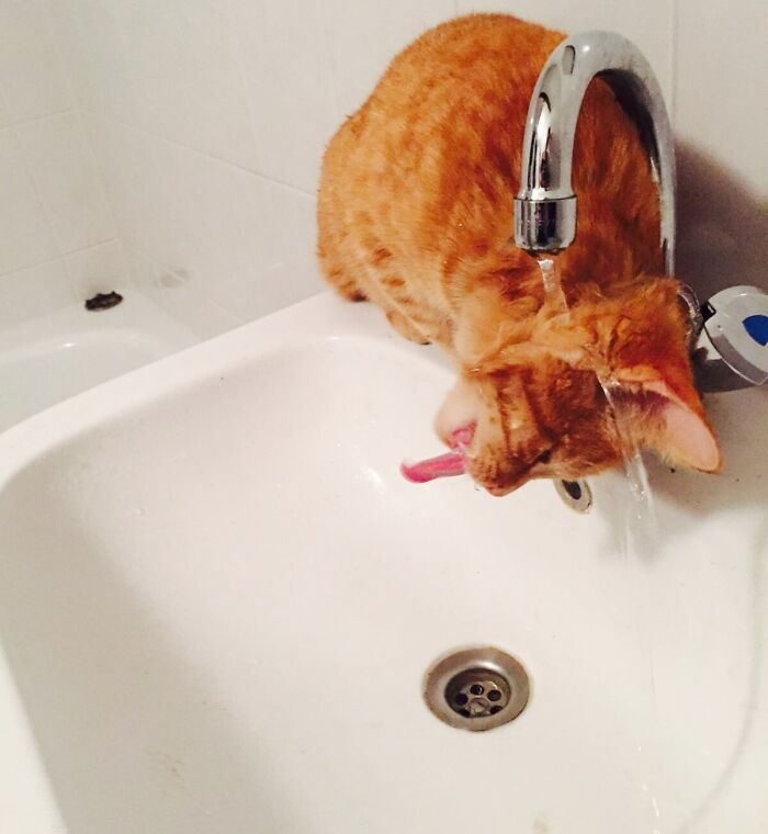 Unexplainable Cat Behaviors, And Here Are 20 Of The Most Unhinged
