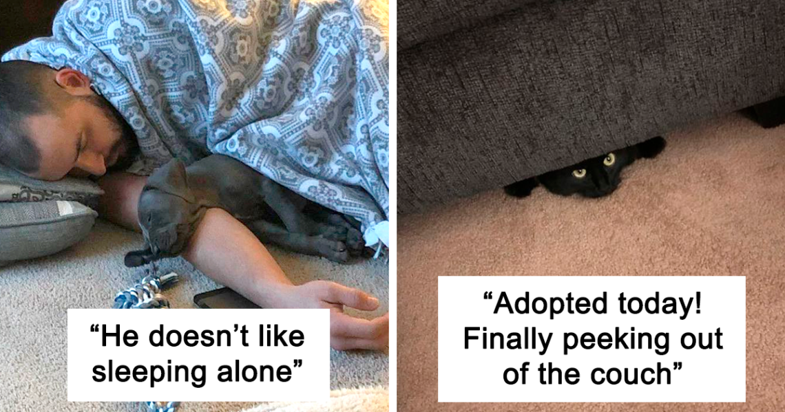 15 Of The Most Wholesome Rescue Pet Photos