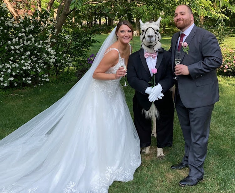 Llama Is Brought to a Wedding Dressed as a Groomsman and Steals the Show