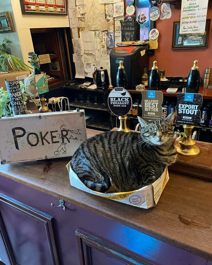 Man Opens A Pub, Starts Taking Stray Kitties In And Ends Up With Bristol’s First Cat Pub