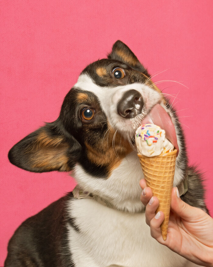 Dogs are Eating Ice Cream Cones And These Pictures Might Melt Your Heart