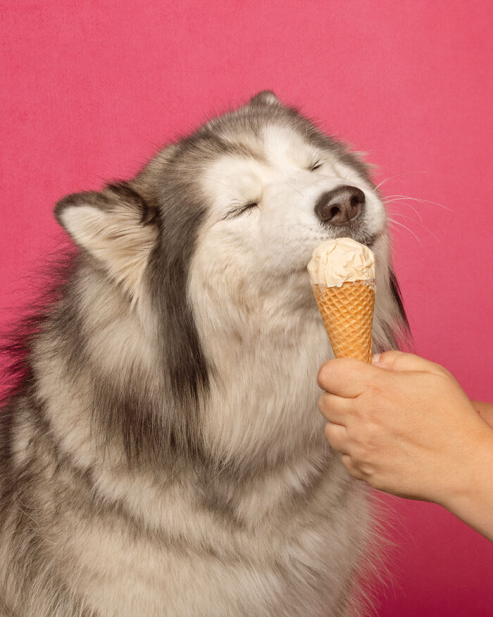 Dogs are Eating Ice Cream Cones And These Pictures Might Melt Your Heart