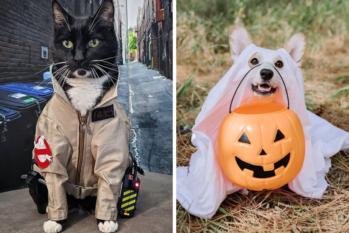 15 Times Pet Halloween Costumes Did Not Disappoint