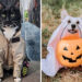 15 Times Pet Halloween Costumes Did Not Disappoint