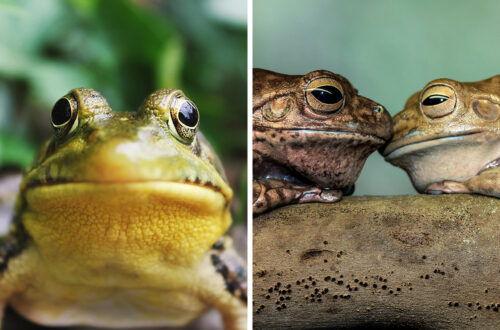 “Girl, Same”: Female Frogs Will Do Anything – Even Fake Death – To Avoid Males, Study Shows